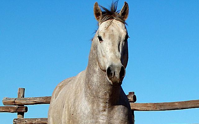 Bronco Roan Wolf